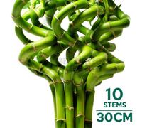 Gardeners Dream Lucky Bamboo - Symbol Of Fortune And Prosperity (10 Stems, 30-35Cm)