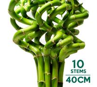 Gardeners Dream Lucky Bamboo - Tower Of Prosperity And Good Fortune (10 Stems, 40-45Cm)