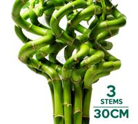 Gardeners Dream Lucky Bamboo - Trio Of Prosperity And Harmony (3 Stems, 30-35Cm)