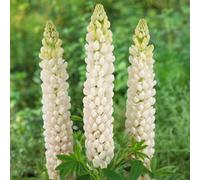 Gardeners Dream Lupin Polar Princess - Graceful White Blooms Add Elegance To Your Garden (15-30Cm Height Including Pot)