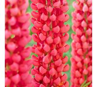 Gardeners Dream Lupin Towering Inferno - Stunning Red Blooms On Tall Spikes For An Impressive Garden Display (20-30Cm Height Including Pot)