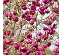 Gardeners Dream Magnolia Black Tulip Tree - Red-Purple Spring Flowers, Deciduous, Low Maintenance (4-5Ft)