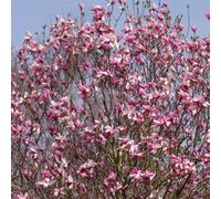 Gardeners Dream Magnolia Galaxy Garden Plant - Deep Pink Blooms, Compact Size (20-30Cm Height Including Pot)