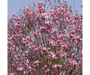 Gardeners Dream Magnolia Galaxy Garden Plant - Deep Pink Blooms, Compact Size (20-30Cm Height Including Pot)