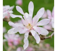 Gardeners Dream Magnolia Leonard Messel - Delicate Pink And White Flowers For Elegant Gardens (20-30Cm Height Including Pot)