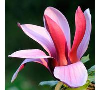 Gardeners Dream Magnolia Nigra Garden Plant - Pink Tulip-Shaped Blooms, Compact Size (20-30Cm Height Including Pot)