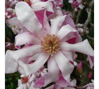 Gardeners Dream Magnolia Rosea Garden Plant - Delicate Pink Flowers, Compact Size, Hardy (15-30Cm Height Including Pot)