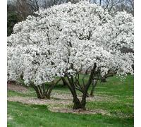 Gardeners Dream Magnolia Stellata Garden Plant - Star-Shaped White Flowers, Compact Size, Hardy (15-30Cm Height Including Pot)