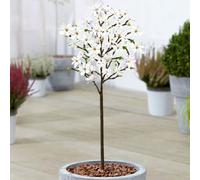 Magnolia Stellata Patio Tree (3L, 2-3ft)