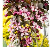 Gardeners Dream Malus Aros Tree - Crab Apple Tree, Pink And White Spring Blossoms, Low Maintenance (5-6Ft)