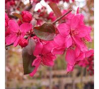 Gardeners Dream Malus Direktoer Moerland Tree - Crab Apple Tree, Deep Red Spring Blossoms, Low Maintenance (5-6Ft)