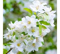 Gardeners Dream Malus Evereste Tree - Crab Apple Tree, White Spring Blossoms, Low Maintenance (5-6Ft)
