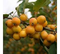 Gardeners Dream Malus Golden Hornet Tree - Crab Apple Tree, Scented White Spring Blossoms, Low Maintenance (5-6Ft)