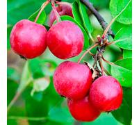 Gardeners Dream Malus Gorgeous Tree - Crab Apple Tree, Pinkish-White Spring Blossoms, Low Maintenance (5-6Ft)