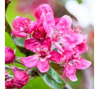 Gardeners Dream Malus Harry Baker Tree - Crab Apple Tree, Fuchsia Pink Spring Blossoms, Low Maintenance (5-6Ft)