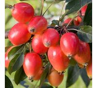 Gardeners Dream Malus John Downie Tree - Crab Apple Tree, White Spring Blossoms, Low Maintenance (5-6Ft)