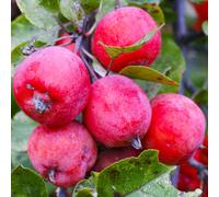 Gardeners Dream Malus Neville Copeman Tree - Crab Apple Tree, Pink-Purple Flowers, Tasty Fruit, Low Maintenance (5-6Ft)