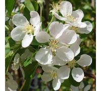 Gardeners Dream Malus Red Sentinel Tree - Crab Apple Tree, White Flowers, Tasty Fruit, Low Maintenance (5-6Ft)