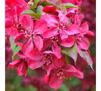 Gardeners Dream Malus Royalty Tree - Crab Apple Ornamental Tree, Deep Pink Flowers, Hardy, Low Maintenance (5-6Ft)