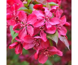 Gardeners Dream Malus Royalty Tree - Crab Apple Ornamental Tree, Deep Pink Flowers, Hardy, Low Maintenance (5-6Ft)