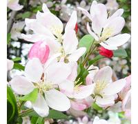 Gardeners Dream Malus Sun Rival Tree - Crab Apple Ornamental Tree, Pinkish-White Flowers, Hardy, Low Maintenance (5-6Ft)