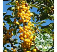 Gardeners Dream Malus Yellow Siberian Tree - Crab Apple Tree, Scented Pinkish-White Flowers, Hardy (5-6Ft)