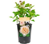 Gardeners Dream Many Happy Returns Cream Rose - Outdoor Plant, Ideal For Gardens, Compact Size