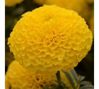 Gardeners Dream Marigold American Marvel Yellow Colourful Flowering Bedding Plants 6 Pack
