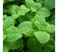 Gardeners Dream Mint Apple (10-20Cm Height Including Pot) Garden Herb Plant - Aromatic Perennial, Compact Size