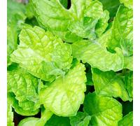 Gardeners Dream Mint Grapefruit Herb - Kitchen Garden Deciduous Cooking Culinary Plant In 8Cm Pot