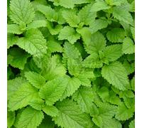 Gardeners Dream Mint Lemon (10-20Cm Height Including Pot) Garden Herb Plant - Aromatic Perennial, Compact Size