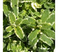 Gardeners Dream Mint Pineapple (10-20Cm Height Including Pot) Garden Plant - Aromatic Perennial, Compact Size