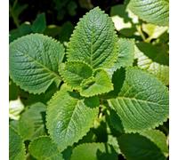 Gardeners Dream Mint Spanish Herb Plant - Aromatic Leaves, Compact Growth, Versatile Herb (5-15Cm Height Including Pot)