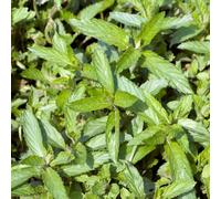 Gardeners Dream Mint Swiss Herb - Kitchen Garden Hardy Deciduous Cooking Culinary Plant In 8Cm Pot