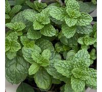Gardeners Dream Mint Tashkent Curled Herb - Kitchen Garden Hardy Deciduous Culinary Plant In 8Cm Pot