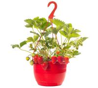 Gardeners Dream Mixed Strawberry Hanging Basket For Fresh Summer Strawberries - Outdoor Plants