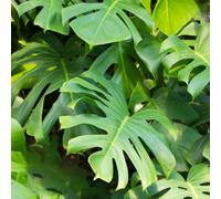 Gardeners Dream Monstera Deliciosa - Tropical Foliage Icon For Indoor Gardens (14Cm, 40-50Cm)