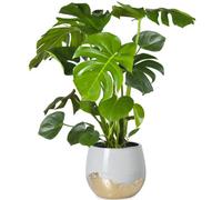 Gardeners Dream Monstera Deliciosa - Tropical Foliage Icon For Indoor Gardens (14Cm, 40-50Cm)
