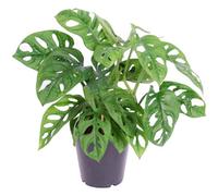 Monstera Obliqua (12cm) V1