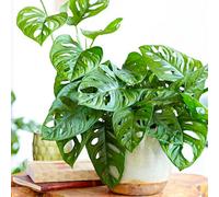 Monstera Obliqua (12cm) V3
