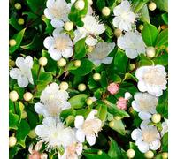 Gardeners Dream Myrtus Communis Garden Plant - Fragrant Leaves, Compact Size, Hardy (20-30Cm Height Including Pot)