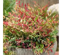 Gardeners Dream Nandina Red Light Garden Plant - Variegated Pink Green And White Foliage, Compact Size, Hardy (15-30Cm Height Including Pot)