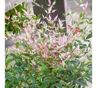 Gardeners Dream Nandina Twilight Garden Shrub - Colorful Foliage, Compact Size (10-30Cm Height Including Pot)