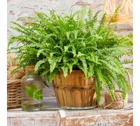 Gardeners Dream Nephrolepis Boston Fern - Home Or Office Evergreen Indoor Plant, Perfect For Shady Corners (25-35Cm Height Including Pot)