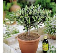 Olea Europaea Olive Tree - Premium Healthy Indoor Evergreen Fruit Plant 14cm Pot