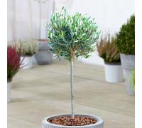 Gardeners Dream Olea Europea Patio Tree - Stunning Variety, Ideal For Uk Gardens, Compact Size (2-3Ft)
