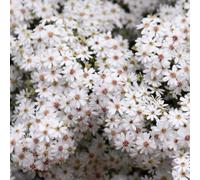 Gardeners Dream Olearia Phlogopappa Spring Bling Daisy Bush Evergreen Garden Shrub Plant In Pot - 9Cm Pot (15-30Cm)