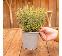 Gardeners Dream Oregano Herb Plant - Robust Flavour, Aromatic Leaves, Low Maintenance, Versatile (30-40Cm Height Including Pot)