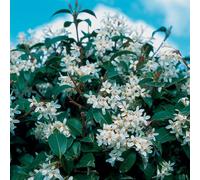 Gardeners Dream Osmanthus Burkwoodii Garden Shrub - Fragrant White Flowers, Compact Size, Hardy (15-30Cm Height Including Pot)