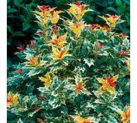 Gardeners Dream Osmanthus Goshiki Garden Shrub - Variegated Foliage, Fragrant White Flowers, Compact Size, Hardy (15-30Cm Height Including Pot)